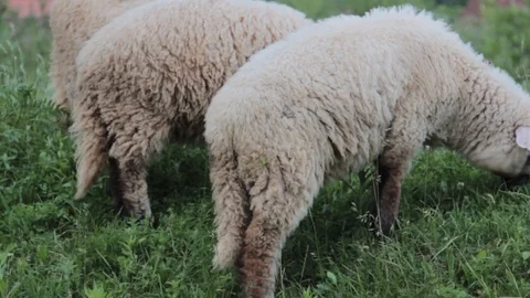 Lambs eating grass Stock Footage 90462917