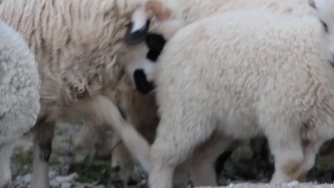 Lambs eating grass Stock Footage 90462965