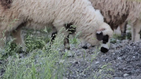 Lambs eating grass Stock Footage 90546714