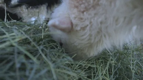 Lambs eating green grass Stock Footage 83864774