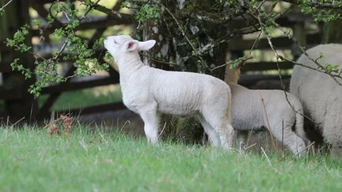 Lambs Eating Hawthorn Leaves, England, UK Video stock 308009867