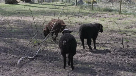 Lambs Eating on A Tree Branch on the Ground Stock Footage 239060973