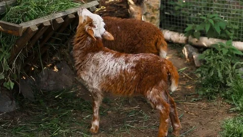 Lambs eats grass on a farm. Stock Footage 123466363