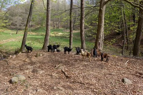 Lambs exploring forest edge on sunny spring day Stock Photos