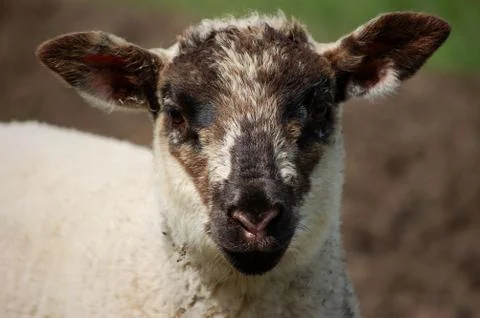 Lamb's face with black ears and nose Stock Photos