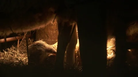 Lambs on a farm Stock Footage 98699071