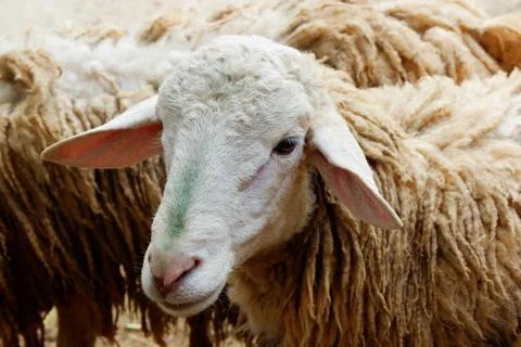 Lambs in the Farm Stock Photos