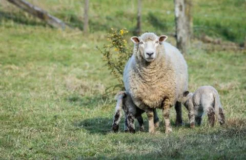 Lambs Feding Time Stock Photos
