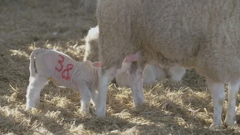 Lambs feeding from Ewe Stock Footage 98698624