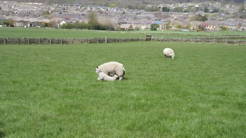 Lambs feeding Stock Footage 153326525