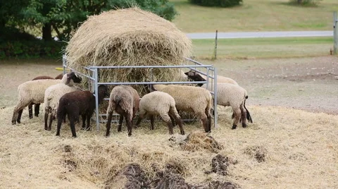 Lambs Feeding Hay Stock Footage 41023315