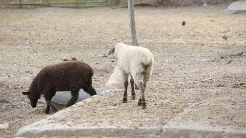 Lambs feeding on hay Stock Footage 100988534