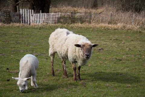 Lambs in a field in the Chilterns Stock Photos