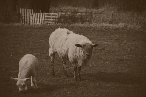 Lambs in a field in the Chilterns Stock Photos