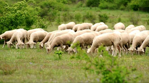 Lambs in the field Stock Footage 37622099