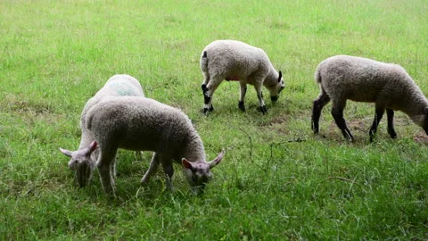 Lambs in a field. Stock Footage 156486628