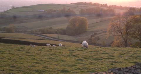 Lambs in a field, wide shot Stock Footage 129759975