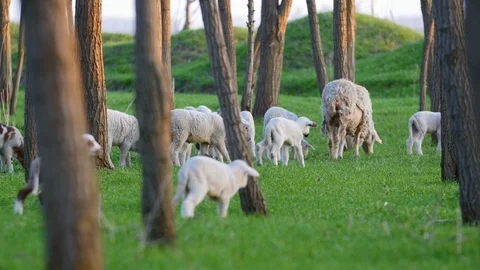 Lambs In The Fields At Spring Stock Footage 88417006