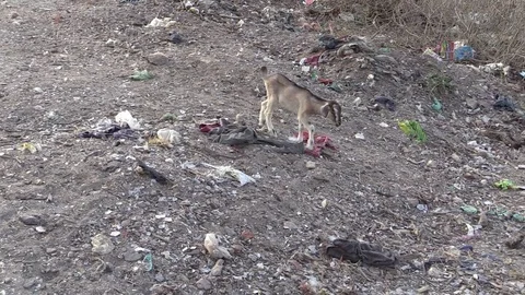 Lambs finding food in garbage and in mica. Stock Footage 76970127
