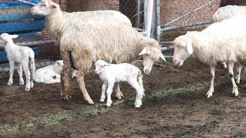 Lamb's first steps, Sardinian ewe nursing the baby in the fold, farm, FHD Stock Footage 144374236