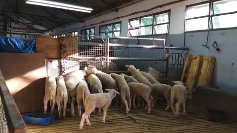 Lambs flock waiting in stall Stock Footage 247202671
