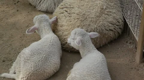 Lambs Stock Footage 10727612