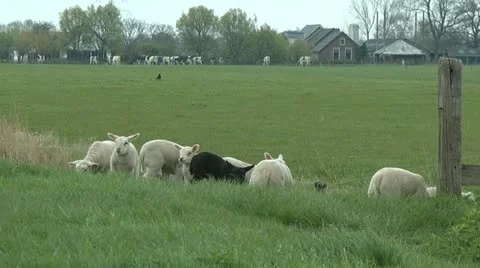 Lambs Stock Footage 10895241