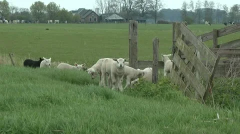 Lambs Stock Footage 10895408