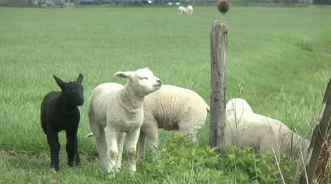 Lambs Stock Footage 10895499