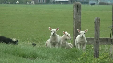 Lambs Stock Footage 10895547