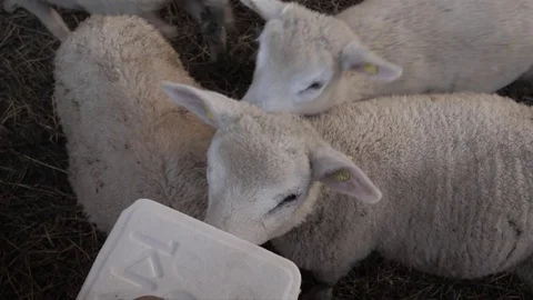 Lambs Stock Footage 76853277