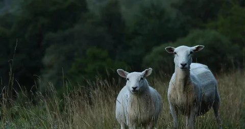 Lambs Stock Footage 101342313