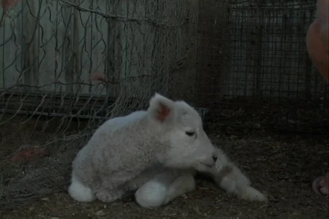Lambs Stock Footage 107067929