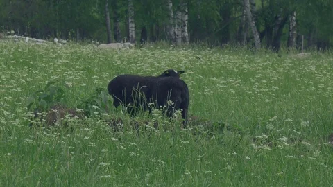 Lambs. Stock Footage 124004887