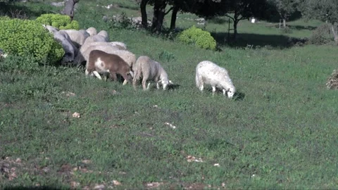 Lambs Stock Footage 269891554
