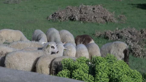 Lambs Stock Footage 269891652