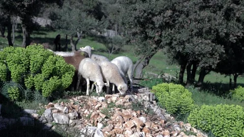 Lambs Stock Footage 269891729