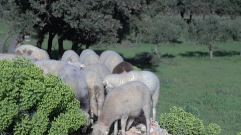 Lambs Stock Footage 269891733