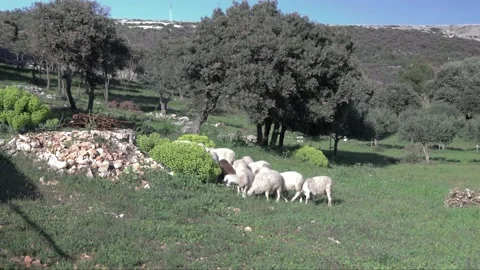 Lambs Stock Footage 269892664