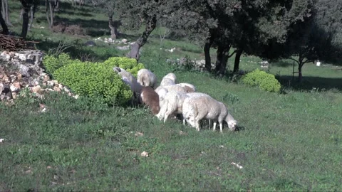 Lambs Stock Footage 269892724