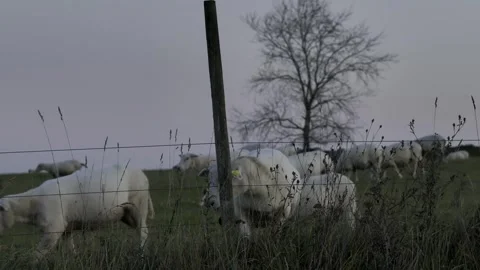 Lambs Stock Footage 288030876
