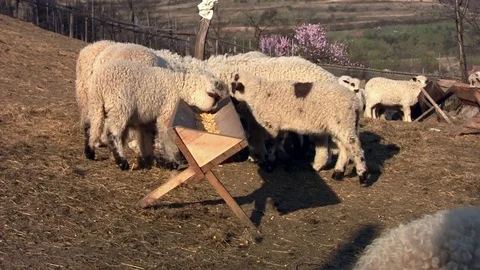 Lambs with fur and lambs without fur that eat grain from a wooden barrel Stock Footage 84739785
