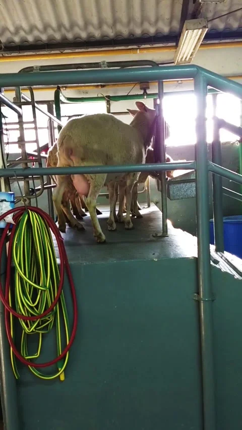 Lambs going through a path to the milking parlor Stock Footage 247202008