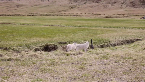 Lambs by the Grass and Open Field, Base of the Mountain in Frame Video stock 157375817