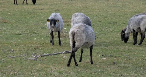 Lambs grazing on a field Video stock 129632556