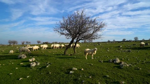Lambs grazing the fields in spring, su01 Stock Footage 106615606