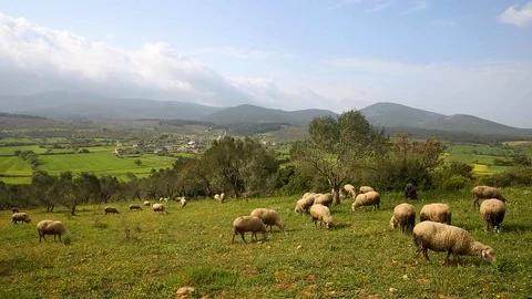 Lambs grazing the fields in spring, su02 Stock-Footage 106618505