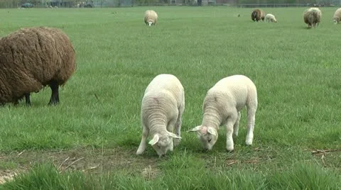 Lambs grazing Stock Footage 10895076