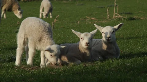 Lambs grazing Stock Footage 37950062
