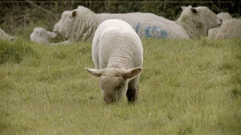 LAMBS GRAZING ON GRASS 4K Stock Footage 127766065